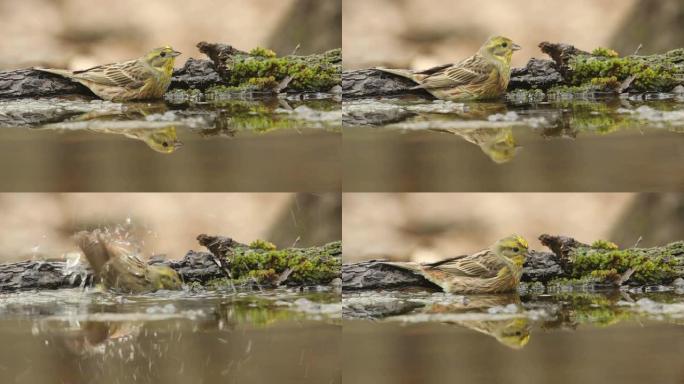 美丽的鸟Yellowhammer在森林池塘里沐浴