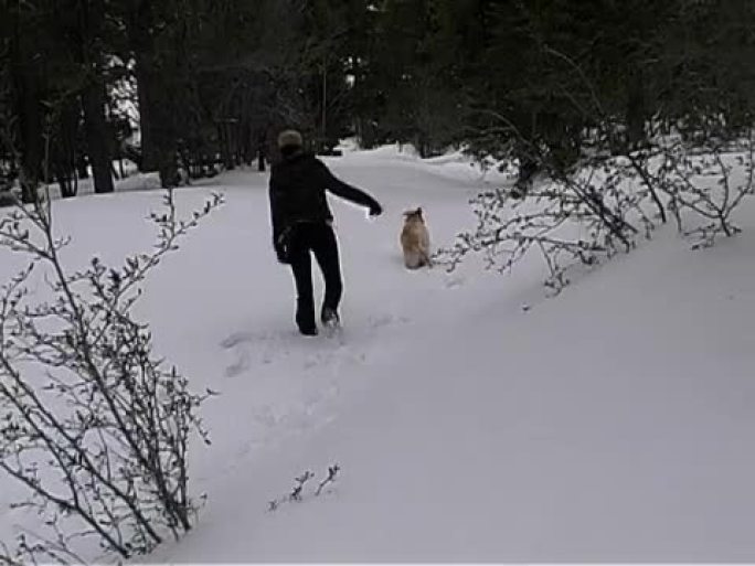 拉布拉多女孩雪