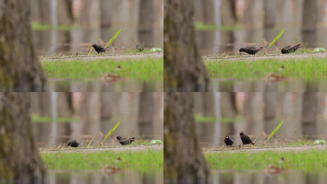 野生森林鸟常见的八哥在春天寻找蠕虫。野生动物。鸟类正在觅食