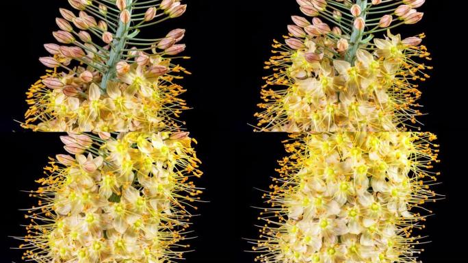 黄色的花朵Eremurus在黑色背景上的时间流逝中绽放。狐尾百合或蛇尾百合。花的自然循环