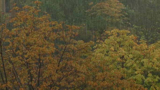 大雨中的秋天落叶森林
