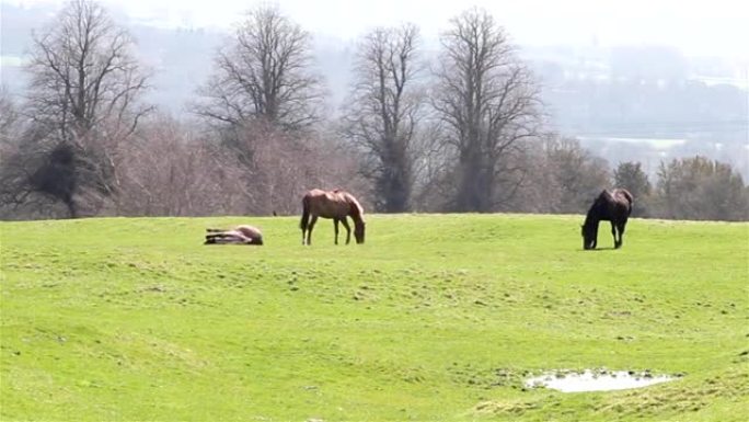 三匹马在有树的草地上，一只躺下