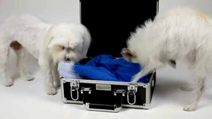 狗旅行箱