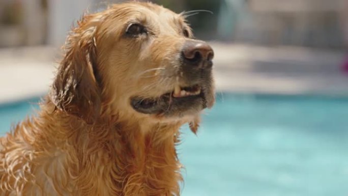 快乐的金毛猎犬湿毛狗在游泳池游泳后兴奋地看着好奇地享受夏天美丽的犬毛在户外玩得开心4k