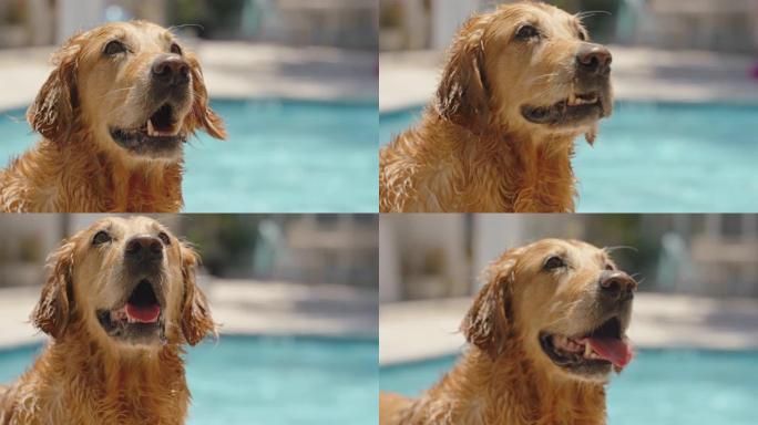 快乐的金毛猎犬湿毛狗在游泳池游泳后兴奋地看着好奇地享受夏天美丽的犬毛在户外玩得开心4k