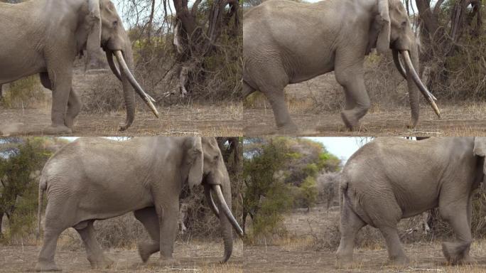 慢动作雄伟的大象在热带草原上漫步。长着大牙的大象。