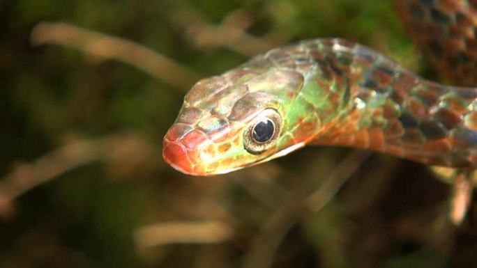 生锈的鞭蛇 (Chironius scurulus) 伸出舌头