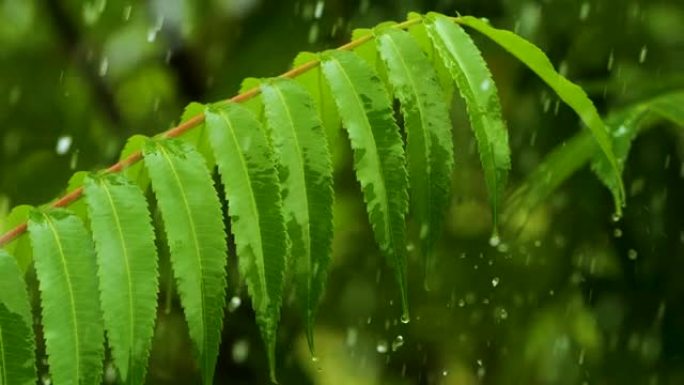 慢动作雨滴在雨中从绿叶蕨类植物中滴落。平静放松的冥想平静的背景。降雨丛林，鲜叶蕨带水滴生态系统保护环