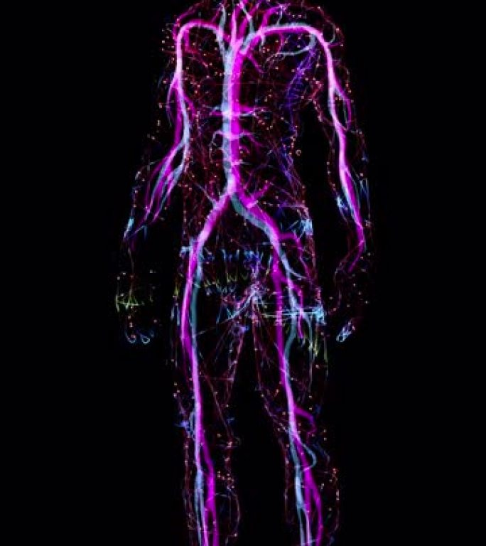 人脑神经系统人体经络血管大脑神经系统