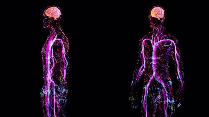 人脑神经系统人体经络血管大脑神经系统