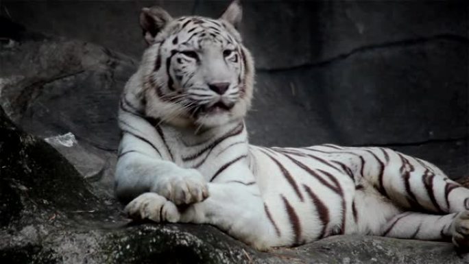 白色孟加拉虎，躺着，放松，在悬崖上观看