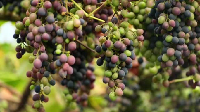 一束成熟的蓝色葡萄。葡萄的疾病。受疾病或干旱困扰的葡萄