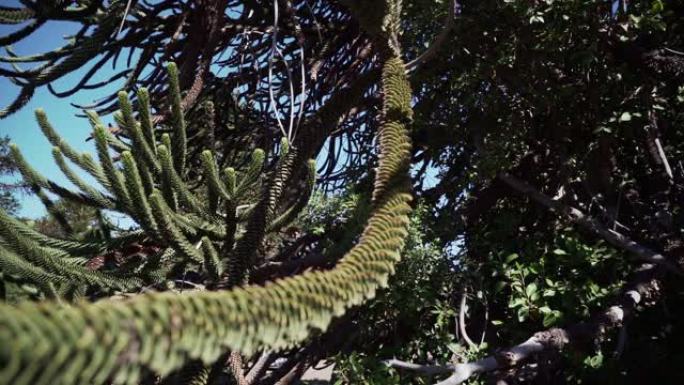 在阿根廷和智利之间的边界地区，靠近兰宁火山的一个细节的Araucaria树枝，也是常绿的针叶树或猴尾