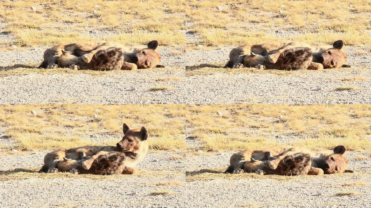 斑点鬣狗护理她的幼崽，肯尼亚