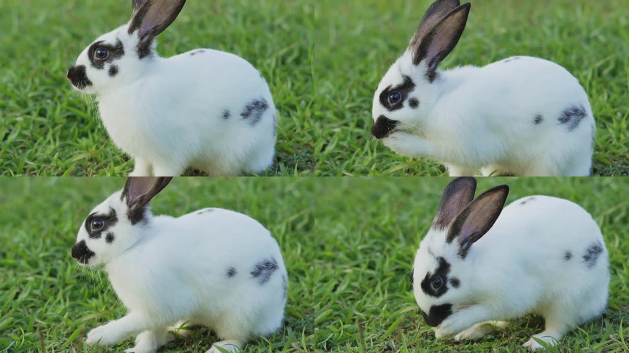美丽的小兔子在花园里休息，绿色草地上的兔子在草地上搜索饲料，春季假期和复活节节的概念
