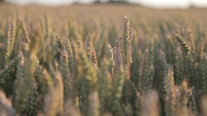小麦作物，重点变化
