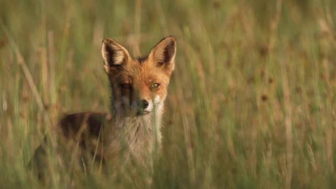 在阳光明媚的日子里，草地上的狐狸环顾四周