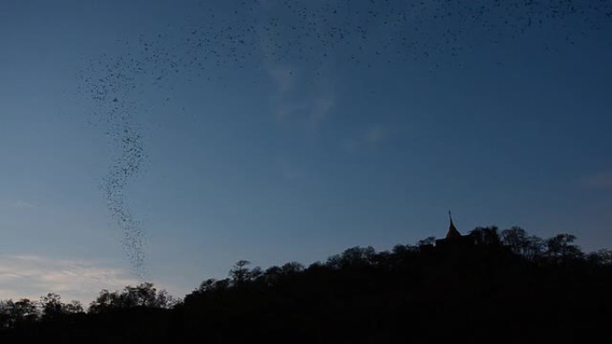 蝙蝠从山洞飞出来。