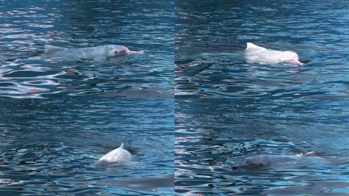 白海豚游泳 (高清1080)