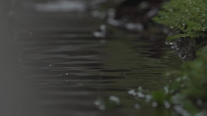 雨后水滴