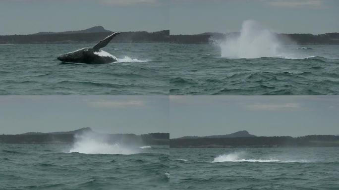 座头鲸突破，跳跃，慢动作