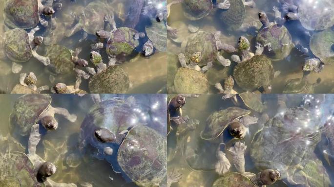 多只海龟在河里游泳的视频。有时一起抬头看着相机。澳大利亚昆士兰州黄金海岸