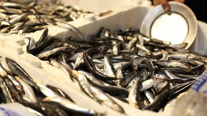 伊斯坦布尔凤尾鱼海鲜市场