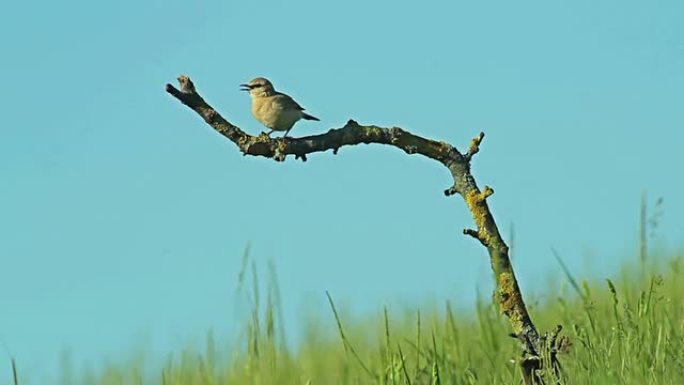 稀有的外来鸟类Isabelline Wheatear栖息在灌木树枝上。