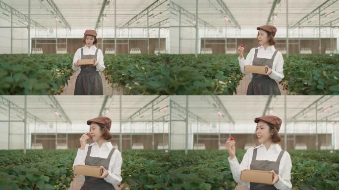 在有机草莓农场工作的亚洲年轻女子。小企业。新业务。可持续的生活方式。