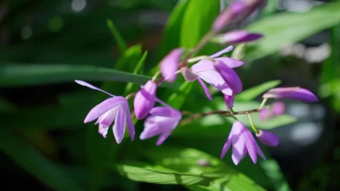 盛开的野百合花