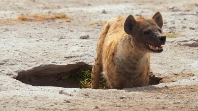 可爱的小鬣狗从一个沙坑中冒出来，而母亲正在寻找危险的荒地，肯尼亚安博塞利国家公园