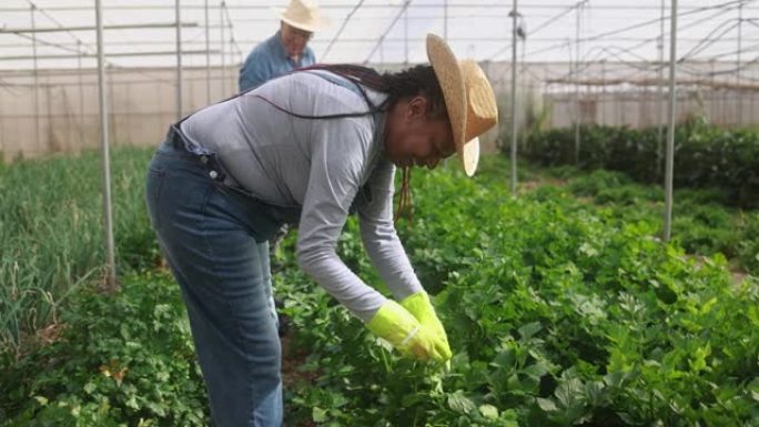 在农场温室里工作的多种族老年人采摘有机芹菜-收获和当地市场概念