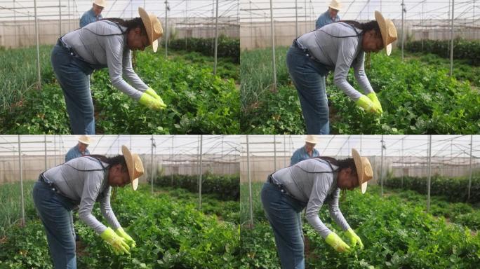 在农场温室里工作的多种族老年人采摘有机芹菜-收获和当地市场概念