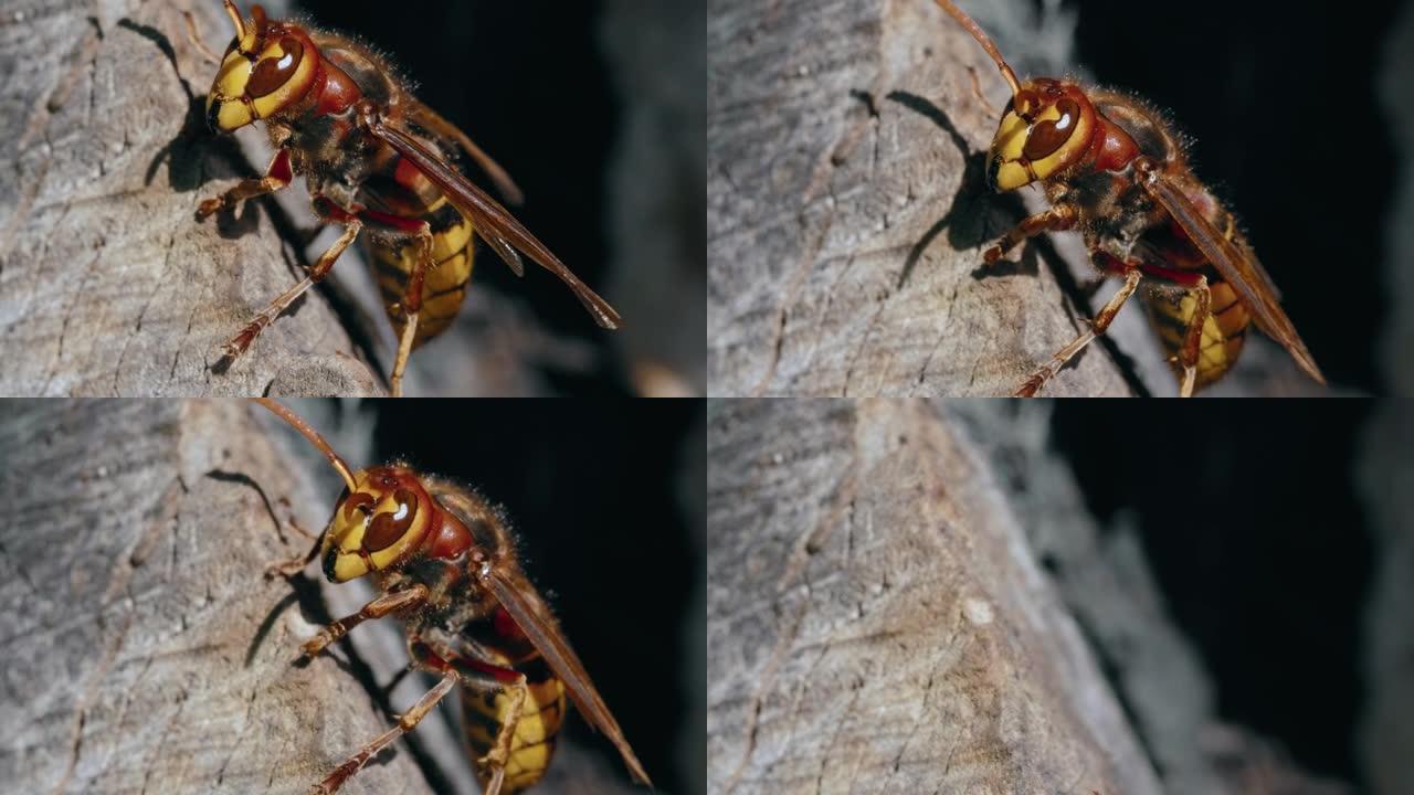 欧洲大黄蜂 (Vespa Crabro) 在木巢上行走的宏观镜头