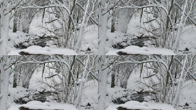 雪中的森林