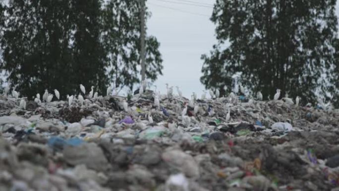 一个大型垃圾场，鸟儿涌向装满塑料袋的垃圾箱，每天都有更多的鸟儿被丢弃，航拍镜头。
