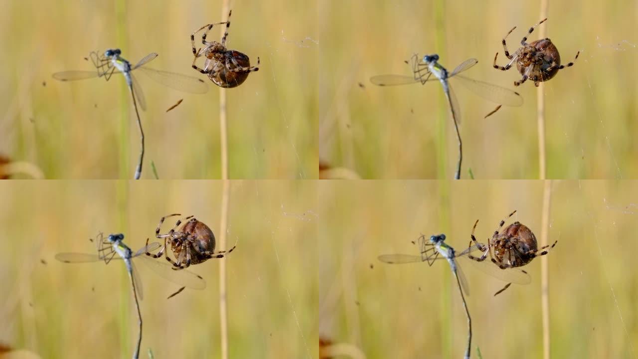 四只斑点球织布蜘蛛 (Araneus Quadratus) 狩猎Lestes sponsa的特写镜头