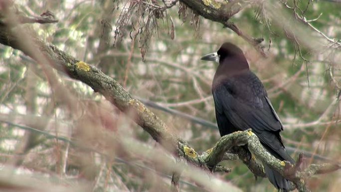 黑乌鸦坐在干木头的树枝上