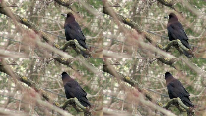 黑乌鸦坐在干木头的树枝上