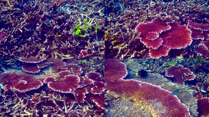 奇妙而美丽的海底世界与珊瑚