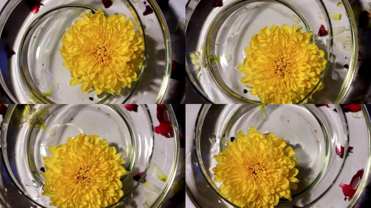 金盏花在盛满水的碗里，桌面旋转查看