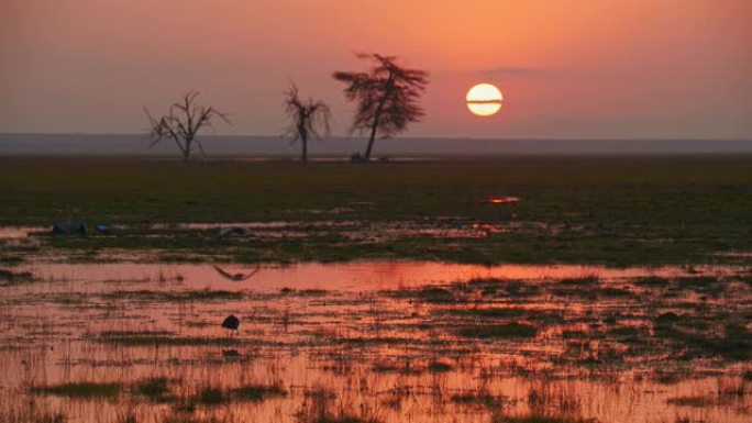 肯尼亚安博塞利国家公园一个繁忙的水坑上令人叹为观止的日落，那里有很多鸟类