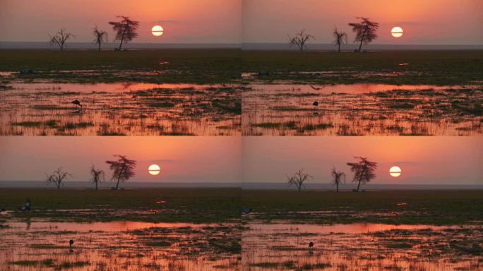 肯尼亚安博塞利国家公园一个繁忙的水坑上令人叹为观止的日落，那里有很多鸟类