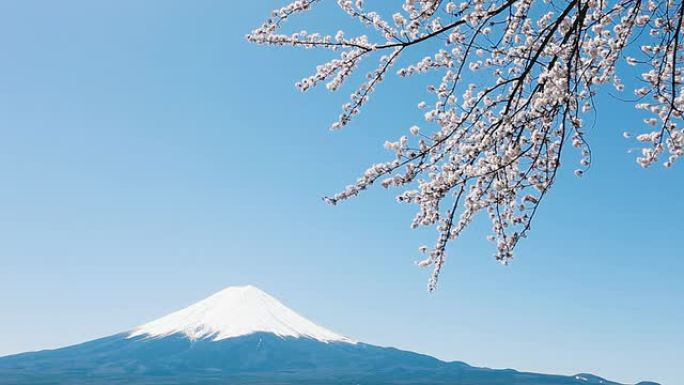 富士山樱花盛开复苏春暖花开蜜蜂齐放