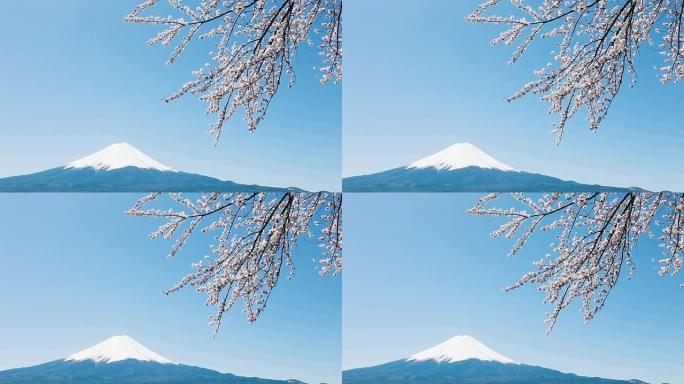 富士山樱花盛开复苏春暖花开蜜蜂齐放
