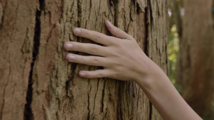 自然女人手触摸树爱抚树皮感受自然纹理森林森林环境保护理念