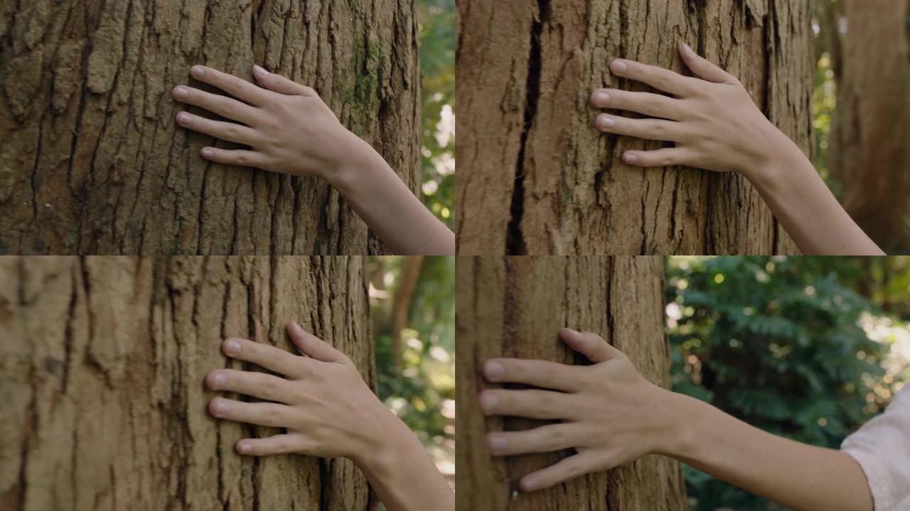 自然女人手触摸树爱抚树皮感受自然纹理森林森林环境保护理念