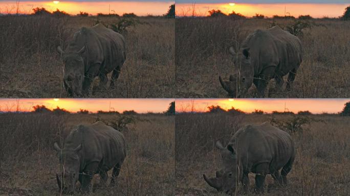 LS犀牛在日落时在内罗毕国家公园搜寻植物和草