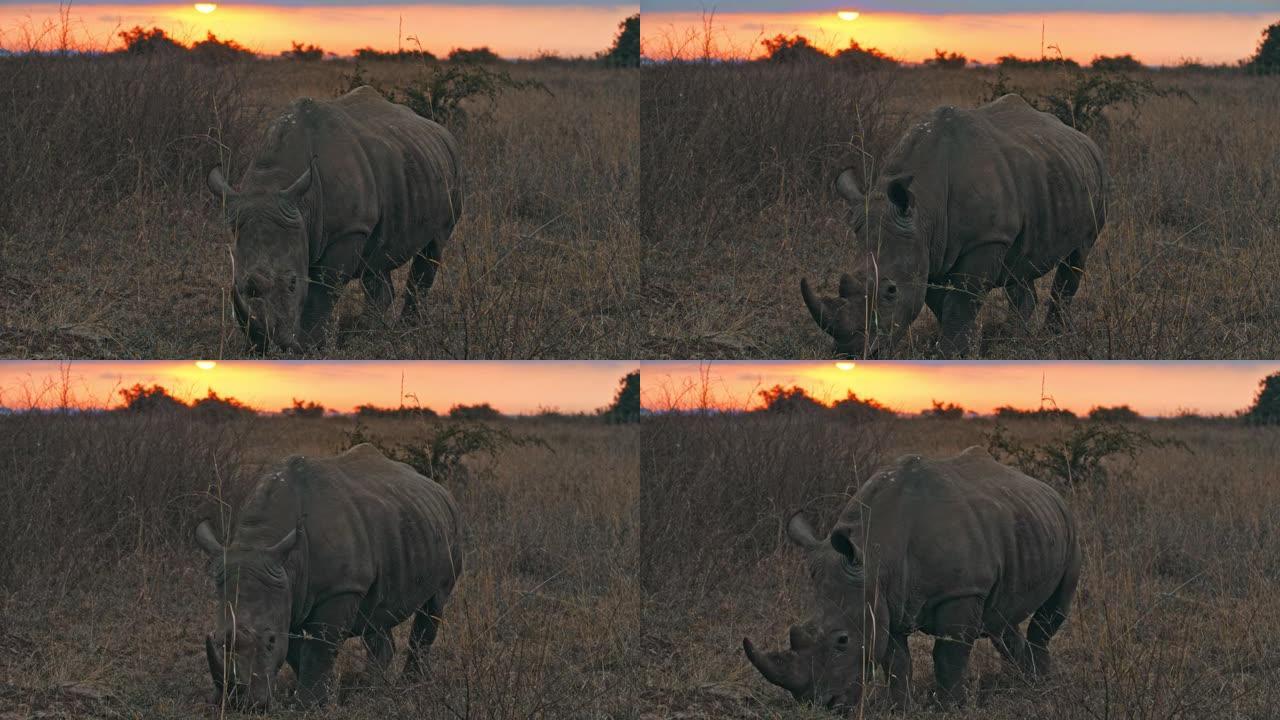 LS犀牛在日落时在内罗毕国家公园搜寻植物和草