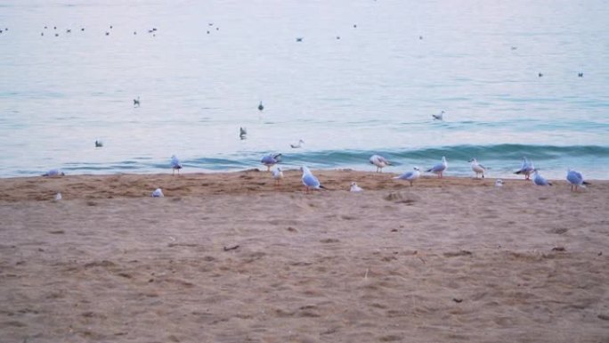 远离压力: 海鸥在海滩上享受夏日日落